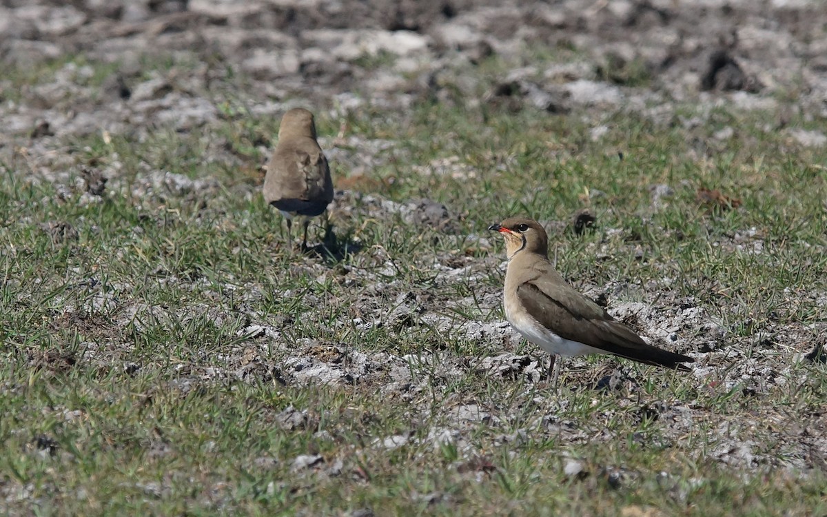 Collared Pratincole - ML641971982
