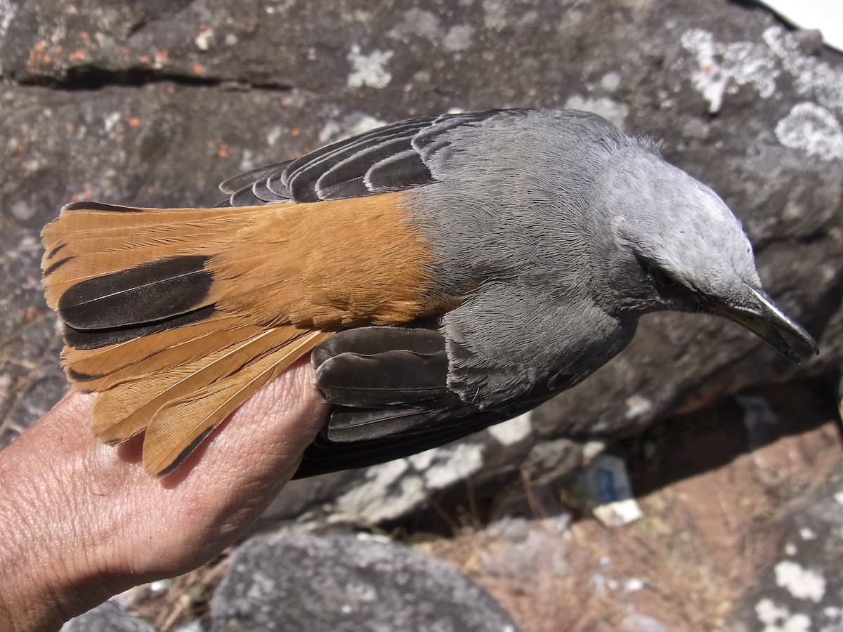 Short-toed Rock-Thrush (White-crowned) - ML641971989
