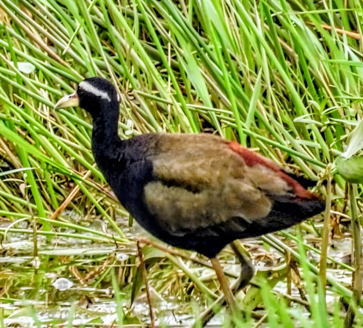 ostnák hnědoocasý - ML641971990