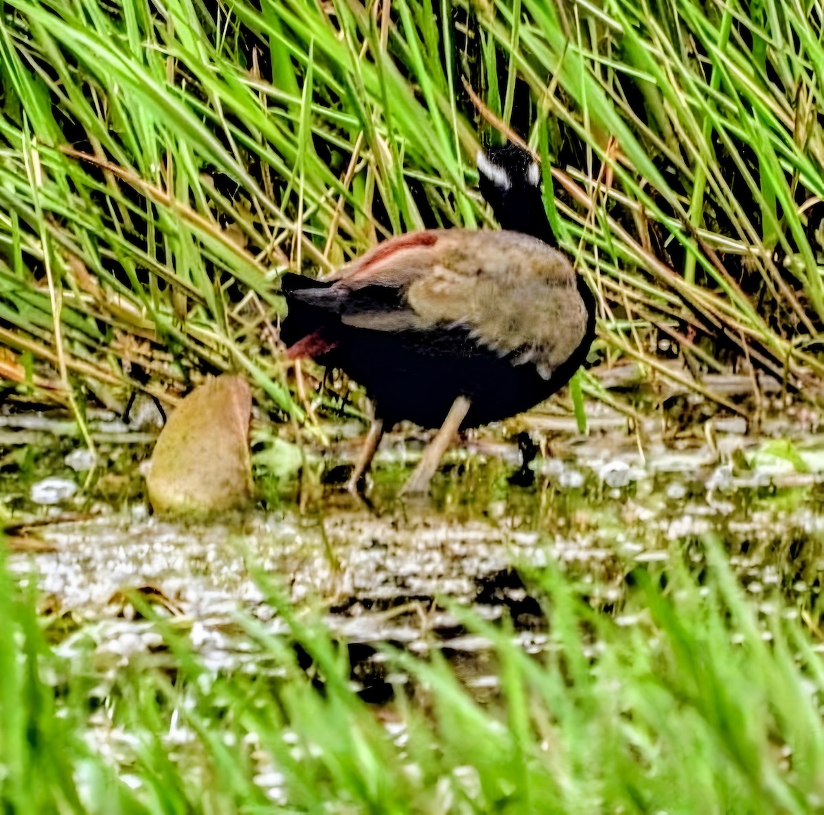 ostnák hnědoocasý - ML641971993