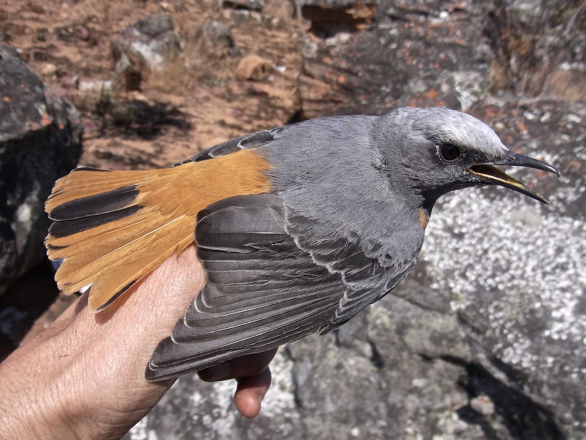 Short-toed Rock-Thrush (White-crowned) - ML641971994