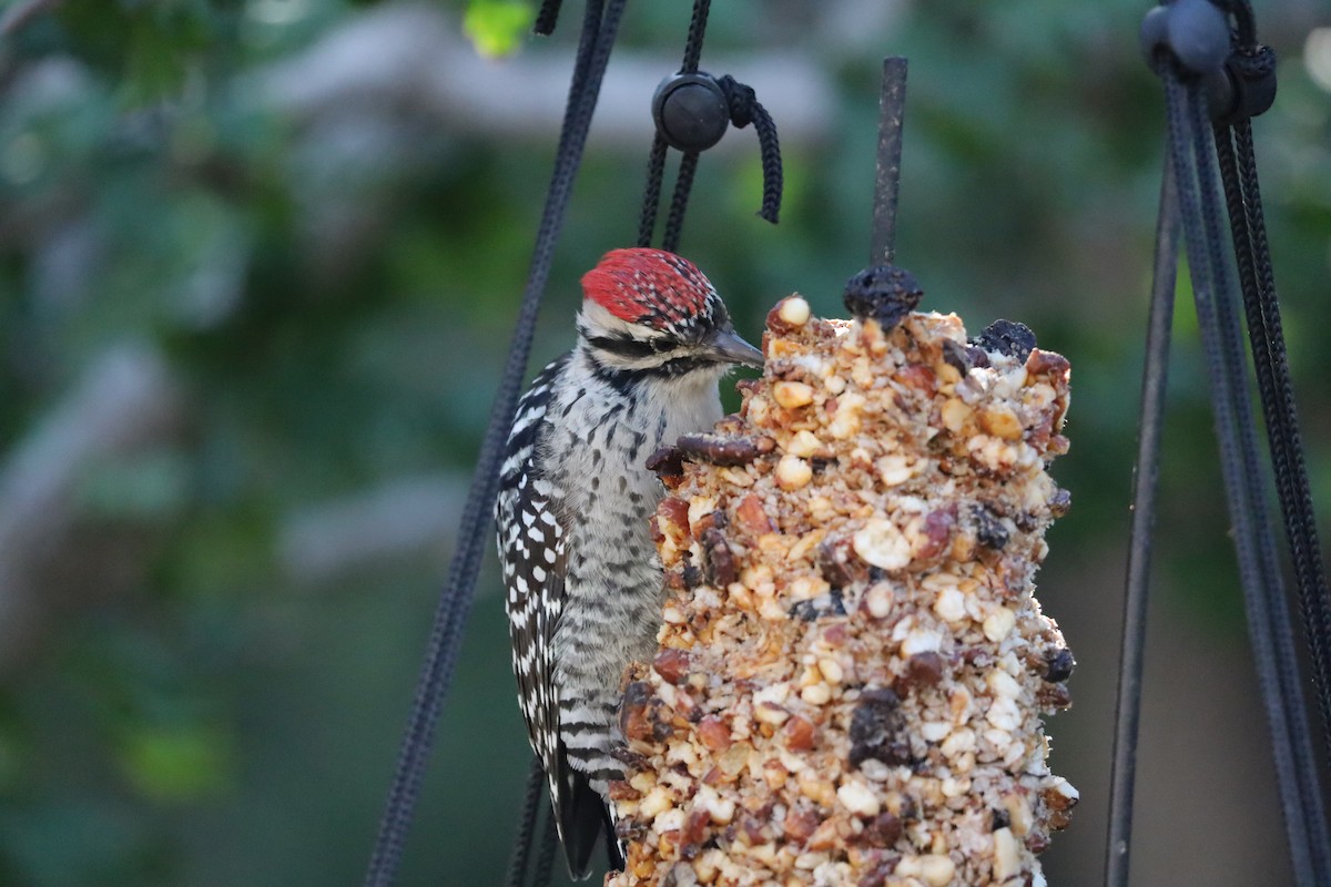 Ladder-backed Woodpecker - ML641972020