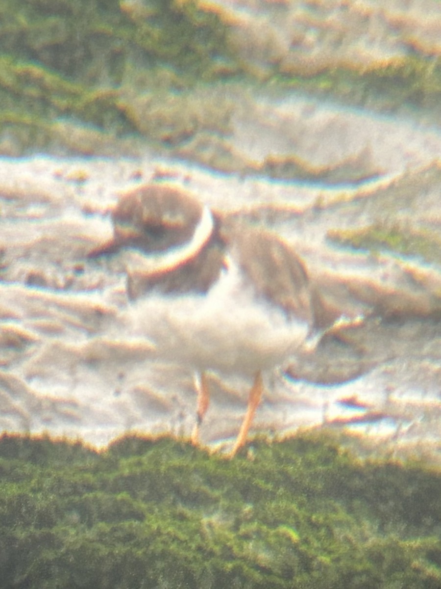 Common Ringed Plover - ML641972030
