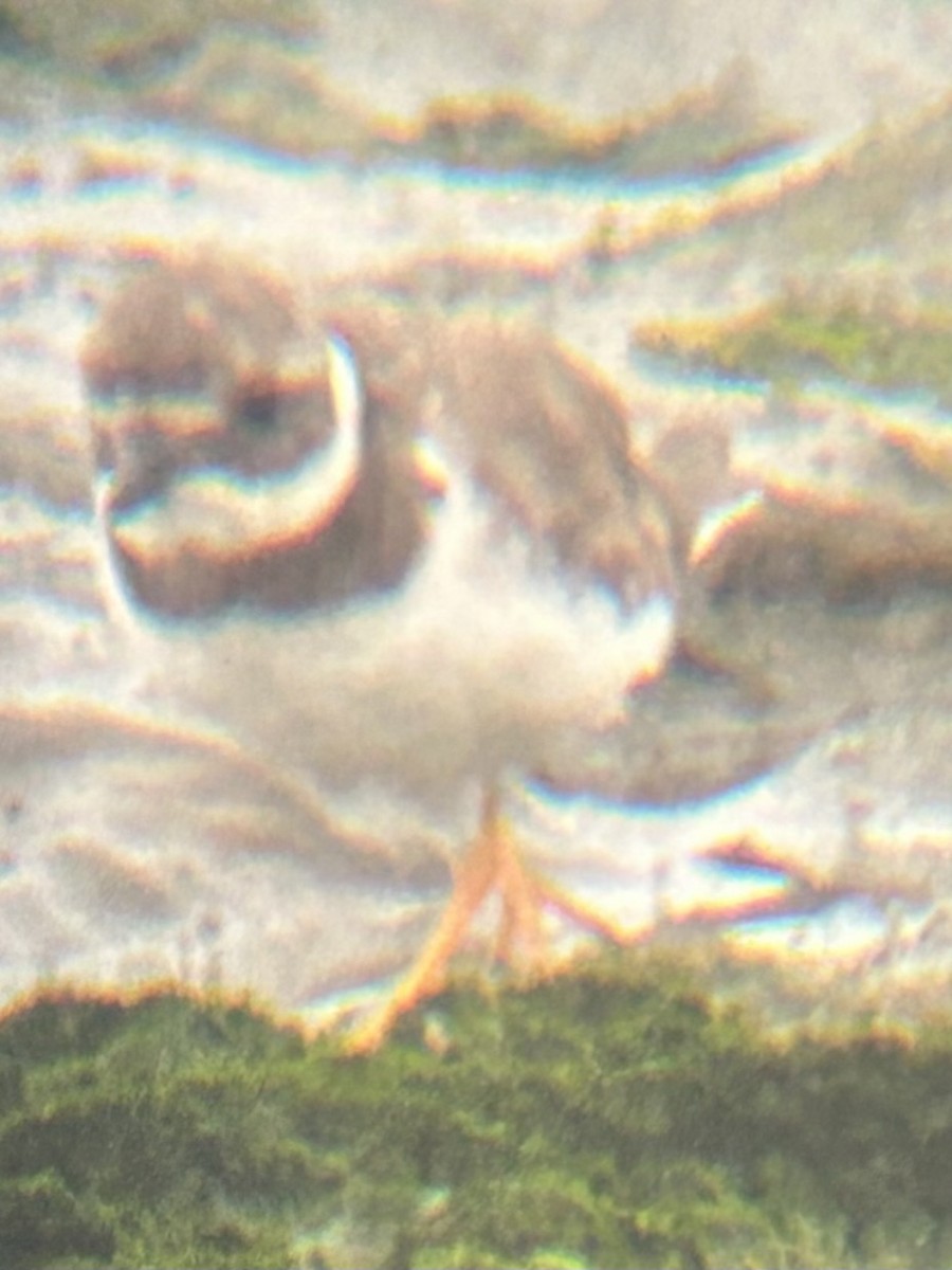 Common Ringed Plover - ML641972031