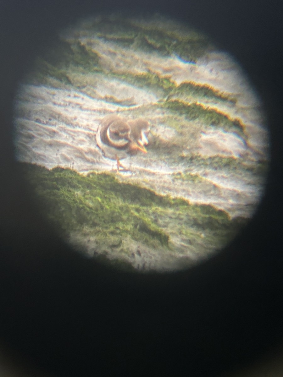 Common Ringed Plover - ML641972033