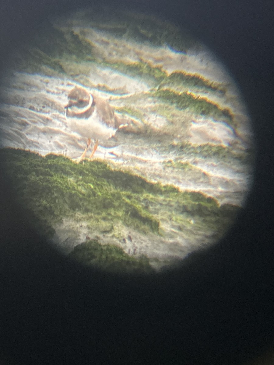 Common Ringed Plover - ML641972034