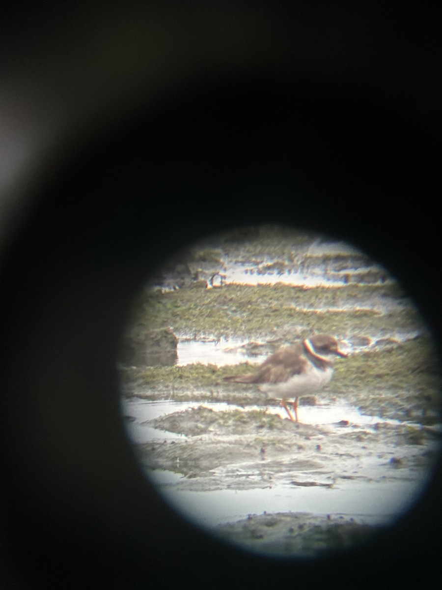 Common Ringed Plover - ML641972036