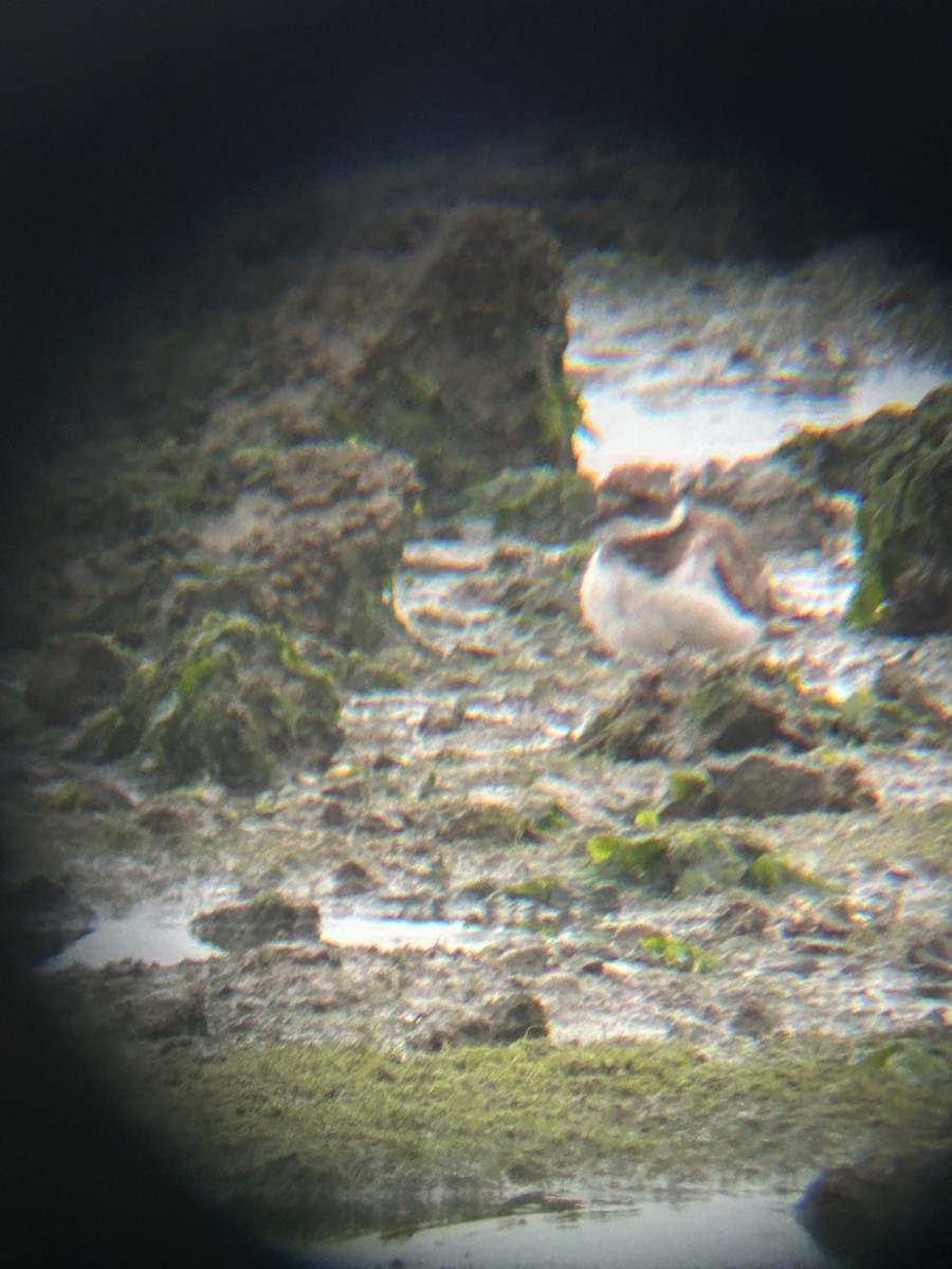 Common Ringed Plover - ML641972037