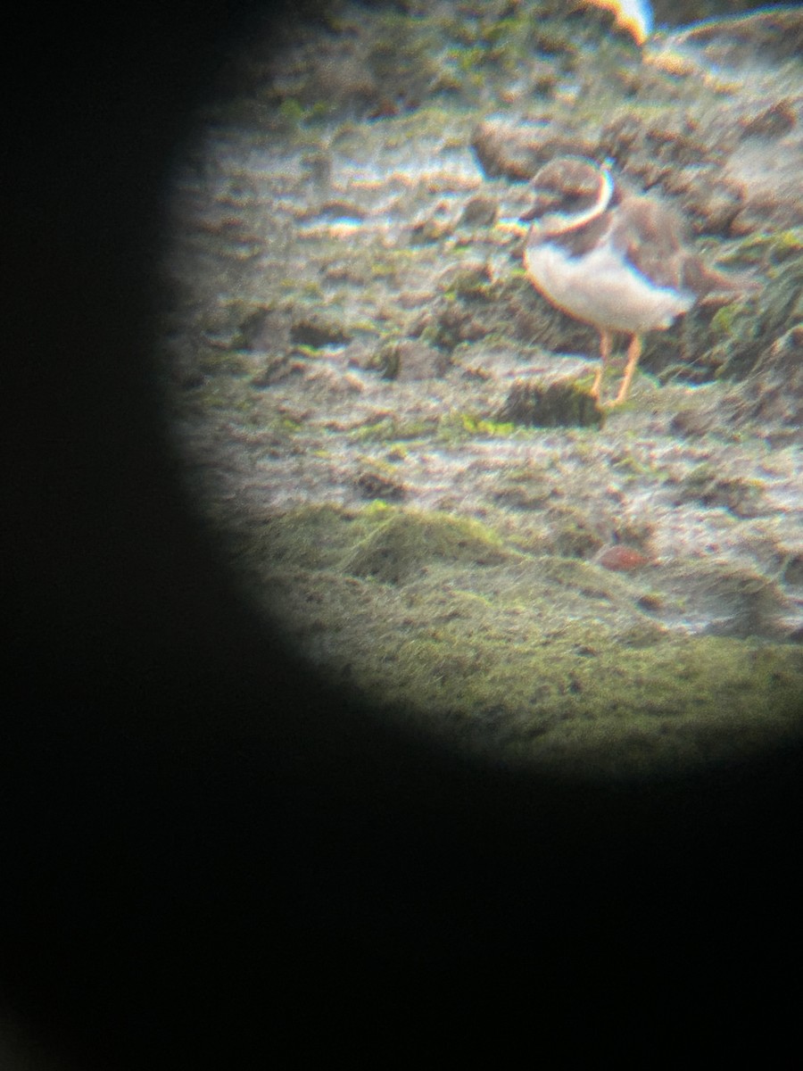 Common Ringed Plover - ML641972038
