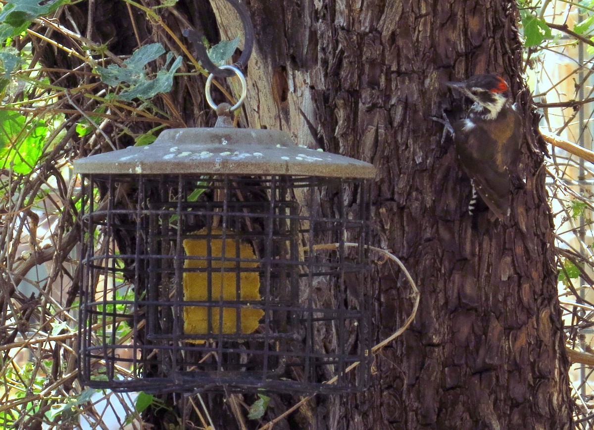Arizona Woodpecker - ML641972052
