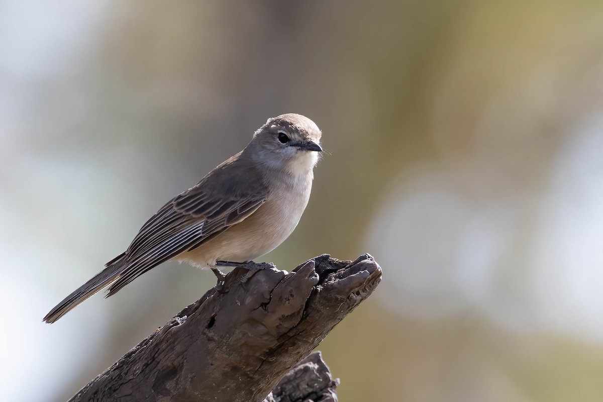 Pale Flycatcher - ML641972100