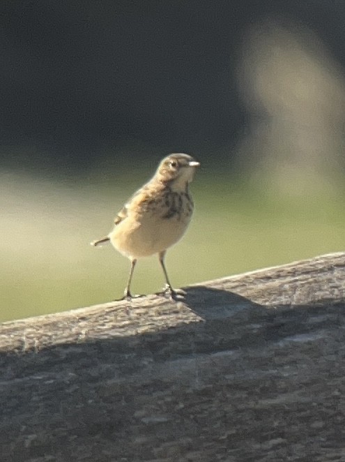 American Pipit - ML641972107