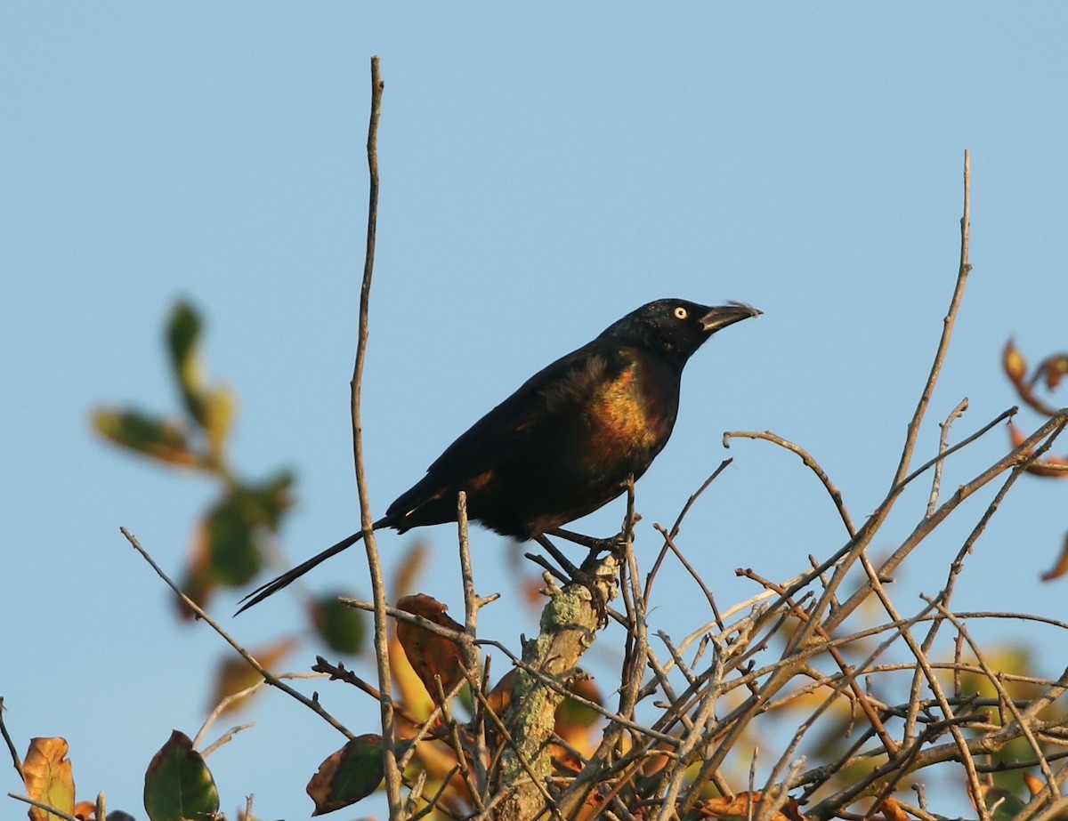 Common Grackle - ML641972124