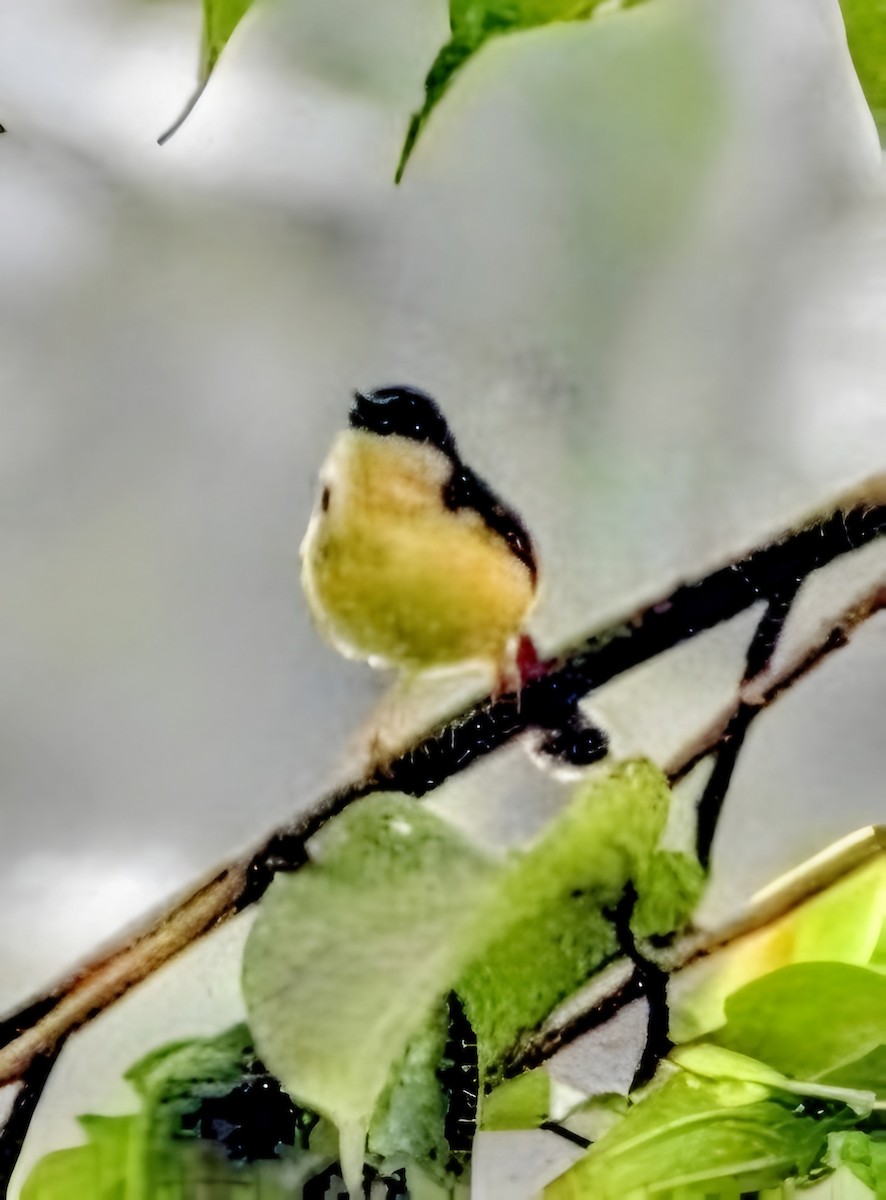 Ashy Prinia - ML641972131