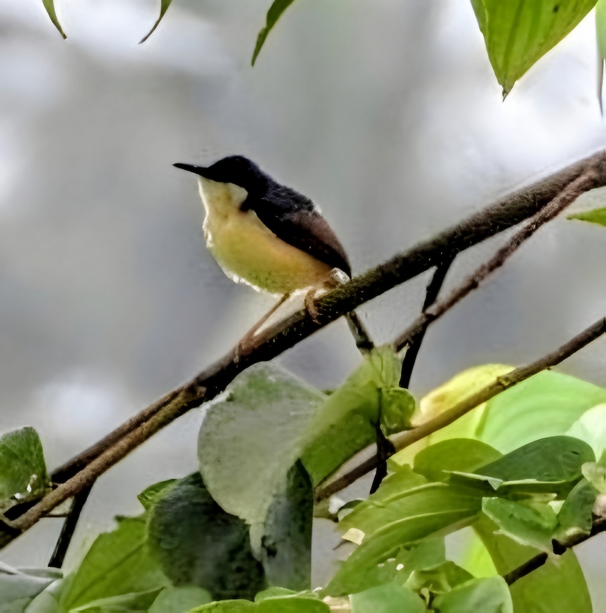 Ashy Prinia - ML641972132