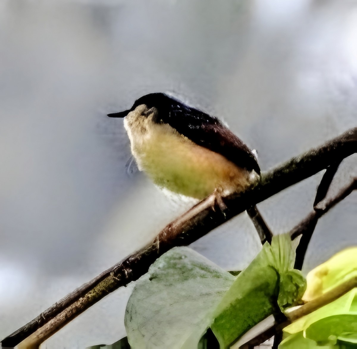 Ashy Prinia - ML641972133