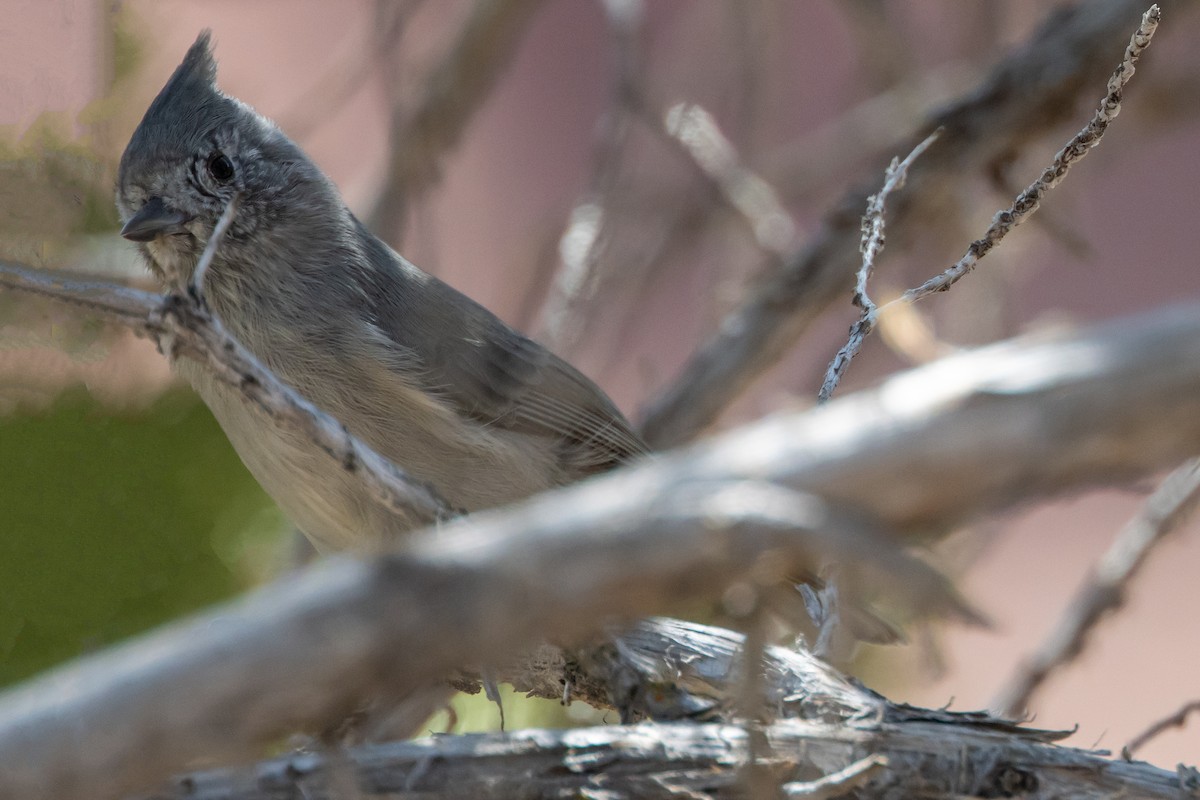 Juniper Titmouse - ML641972134