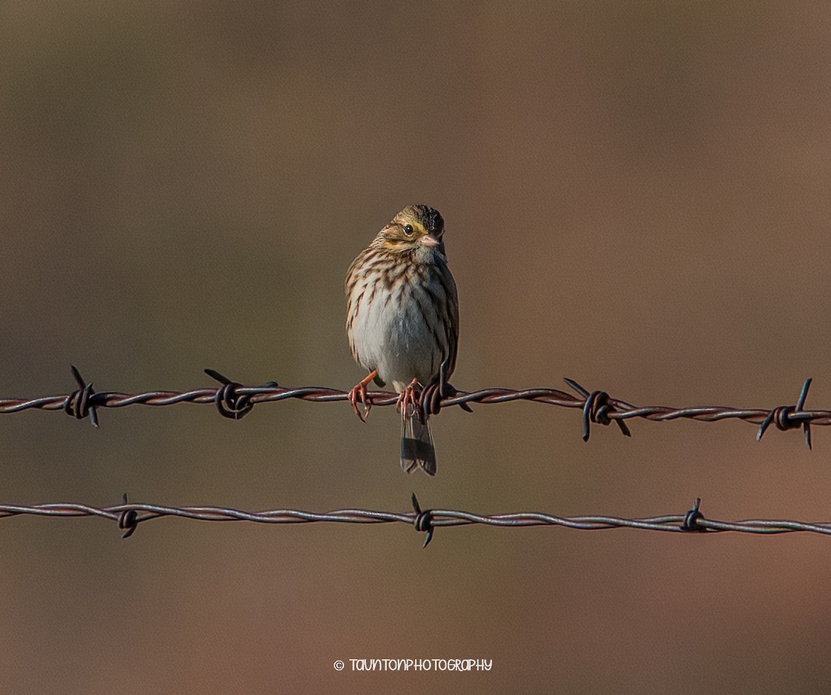Savannah Sparrow - ML641972135
