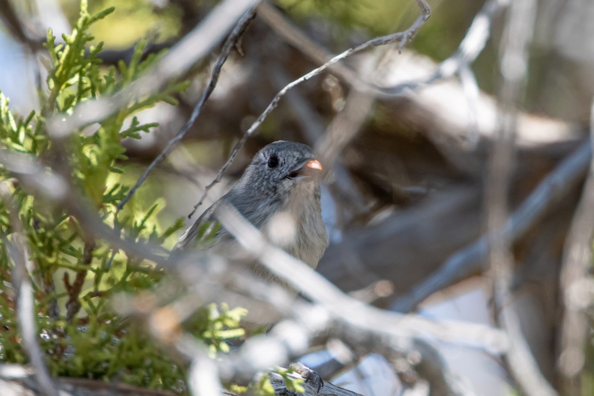 Juniper Titmouse - ML641972136