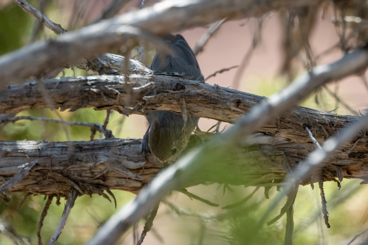 Juniper Titmouse - ML641972137