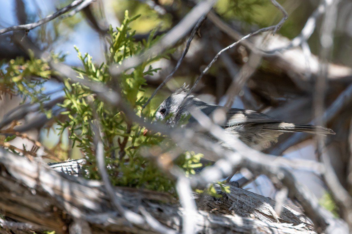 Juniper Titmouse - ML641972138