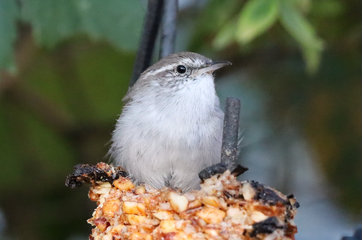 Bewick's Wren - ML641972139