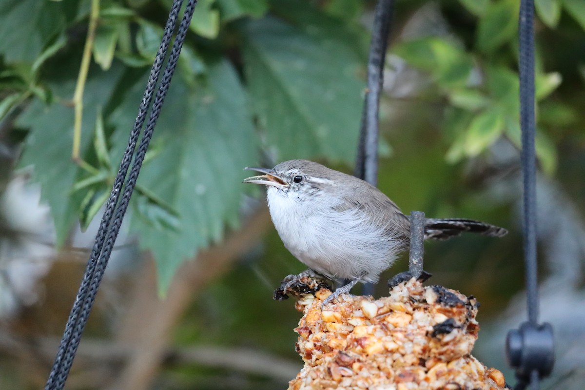 Bewick's Wren - ML641972140