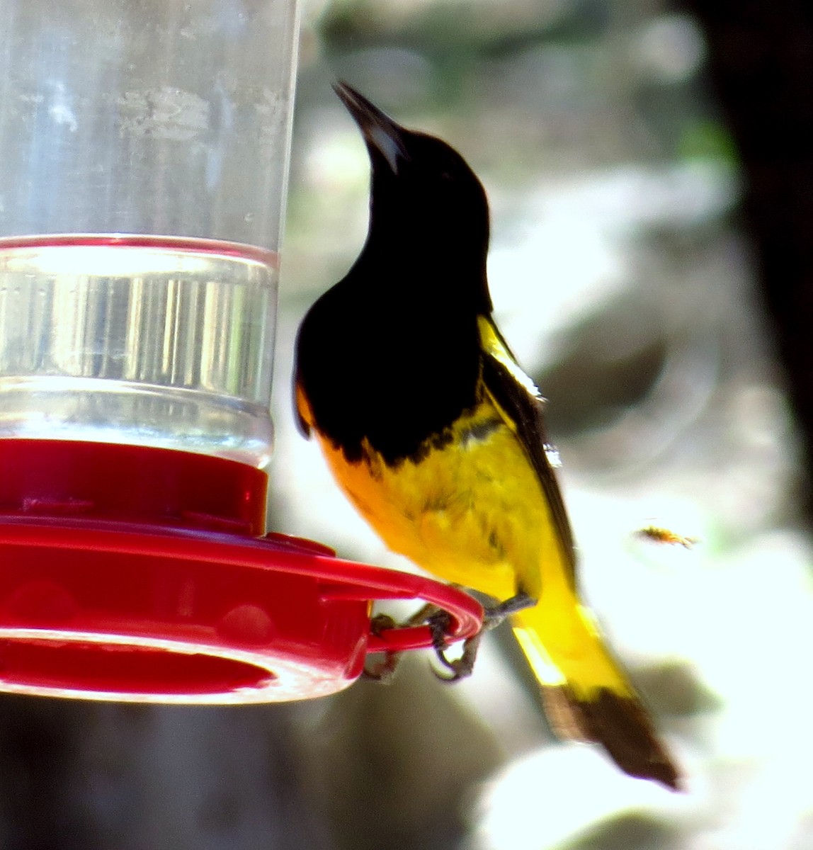 Scott's Oriole - ML641972145