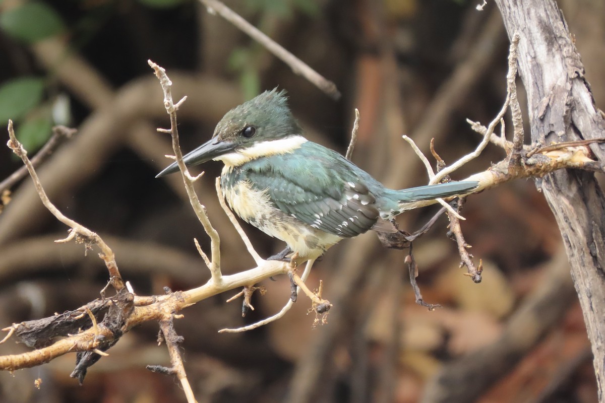 Green Kingfisher - ML641972146