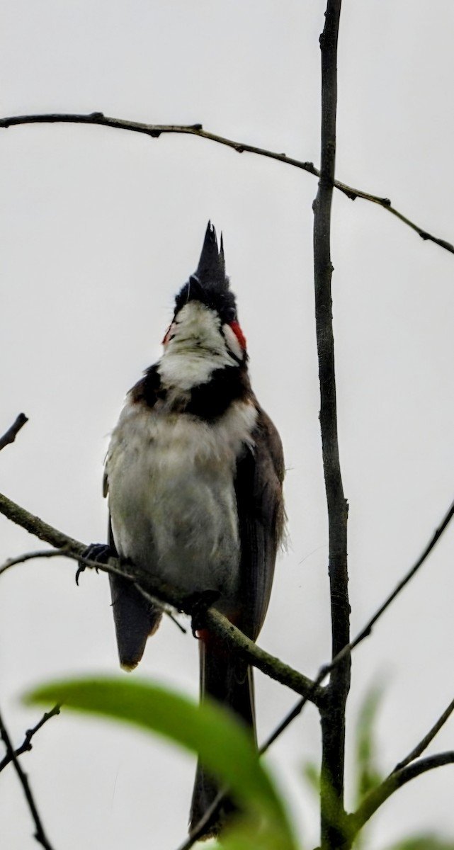 Bulbul masailgorria - ML641972147