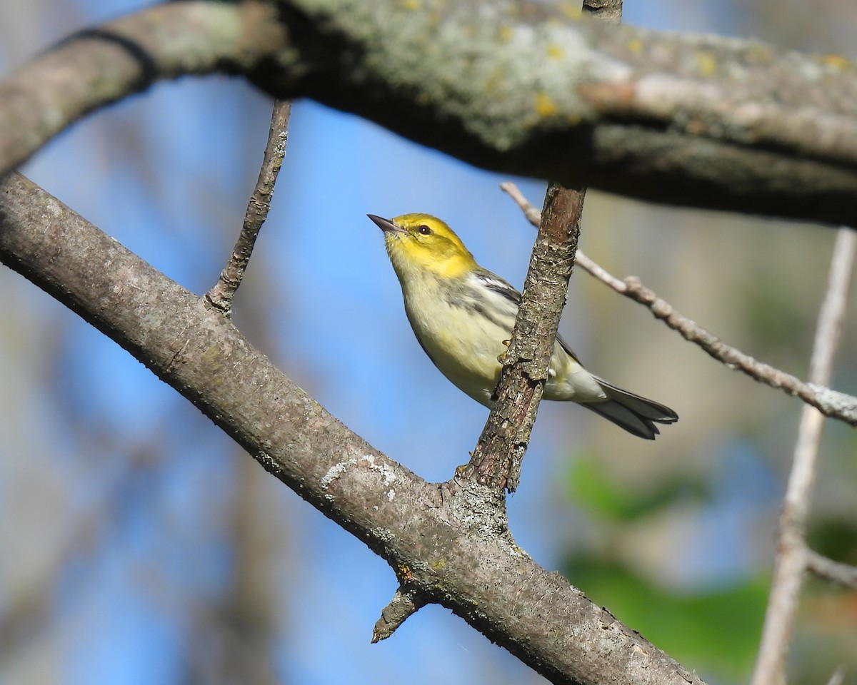 Black-throated Green Warbler - ML641972148