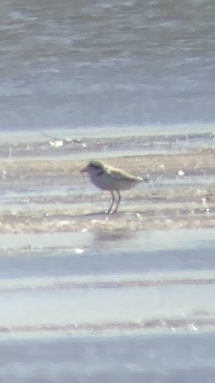 Snowy Plover - ML641972150