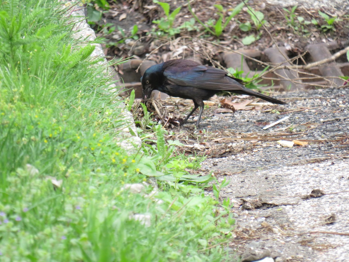 Common Grackle - ML641972151
