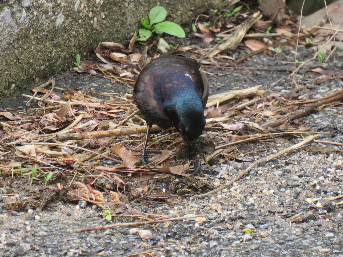 Common Grackle - ML641972152