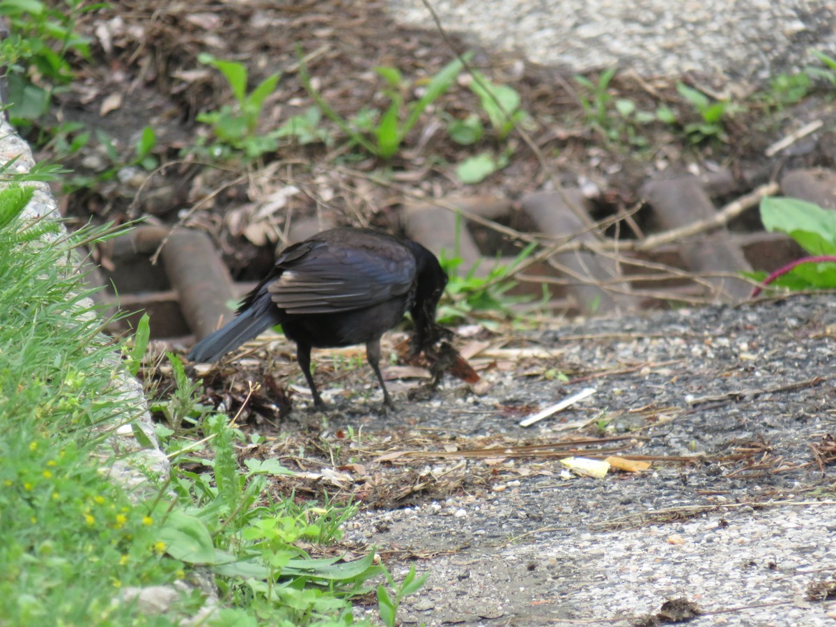 Common Grackle - ML641972153