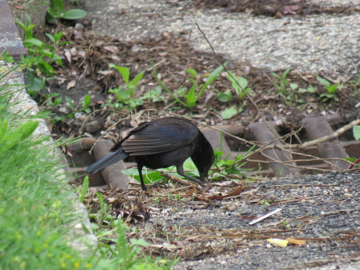 Common Grackle - ML641972154