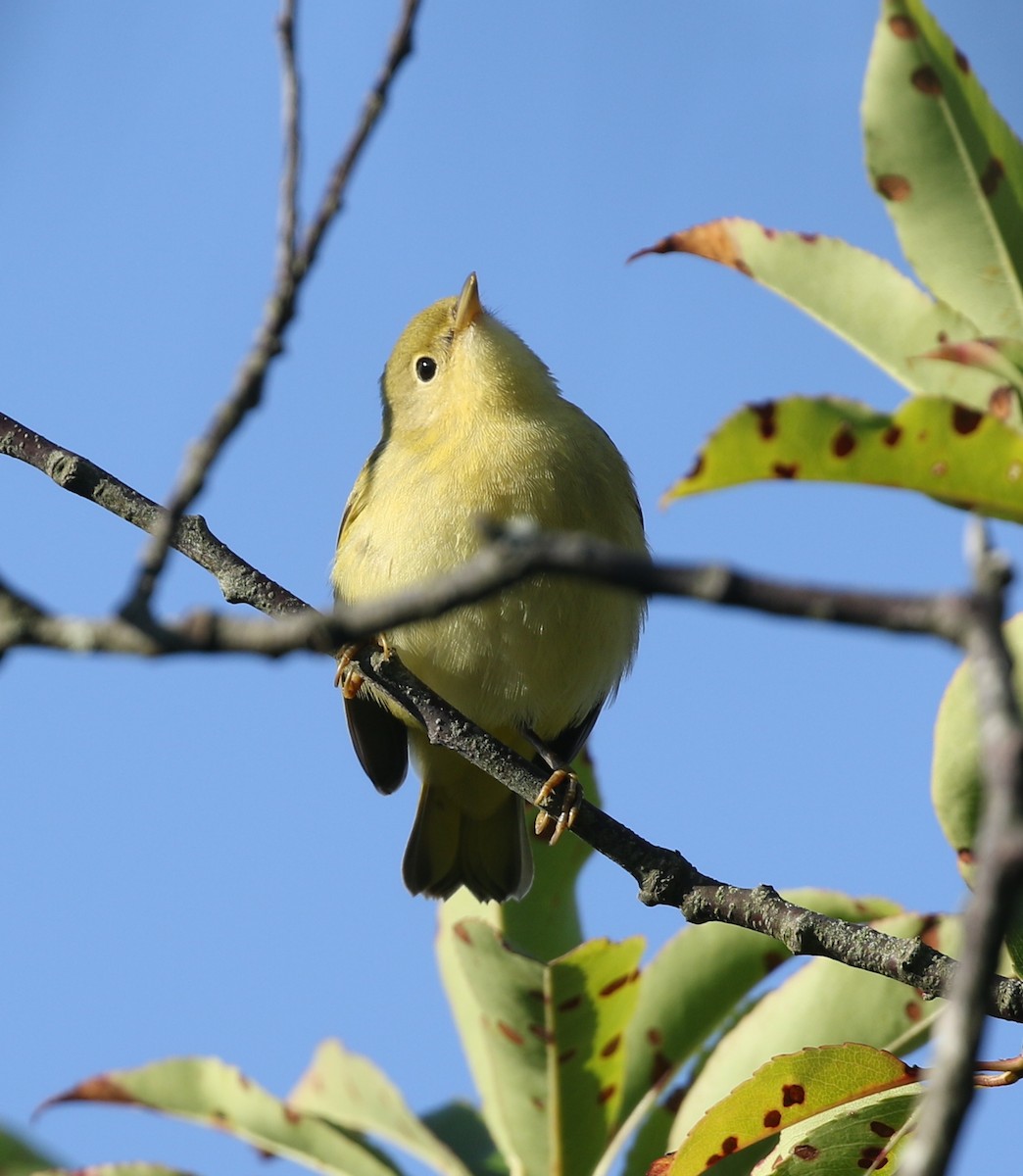 Yellow Warbler - ML641972155