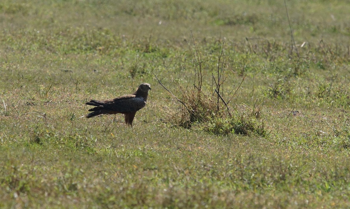 African Marsh Harrier - ML641972158