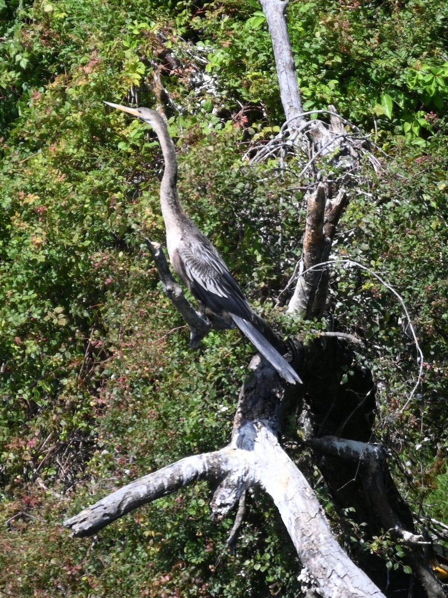 Anhinga amerikarra - ML641972160