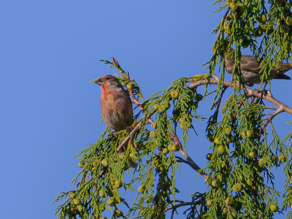 House Finch - ML641972161