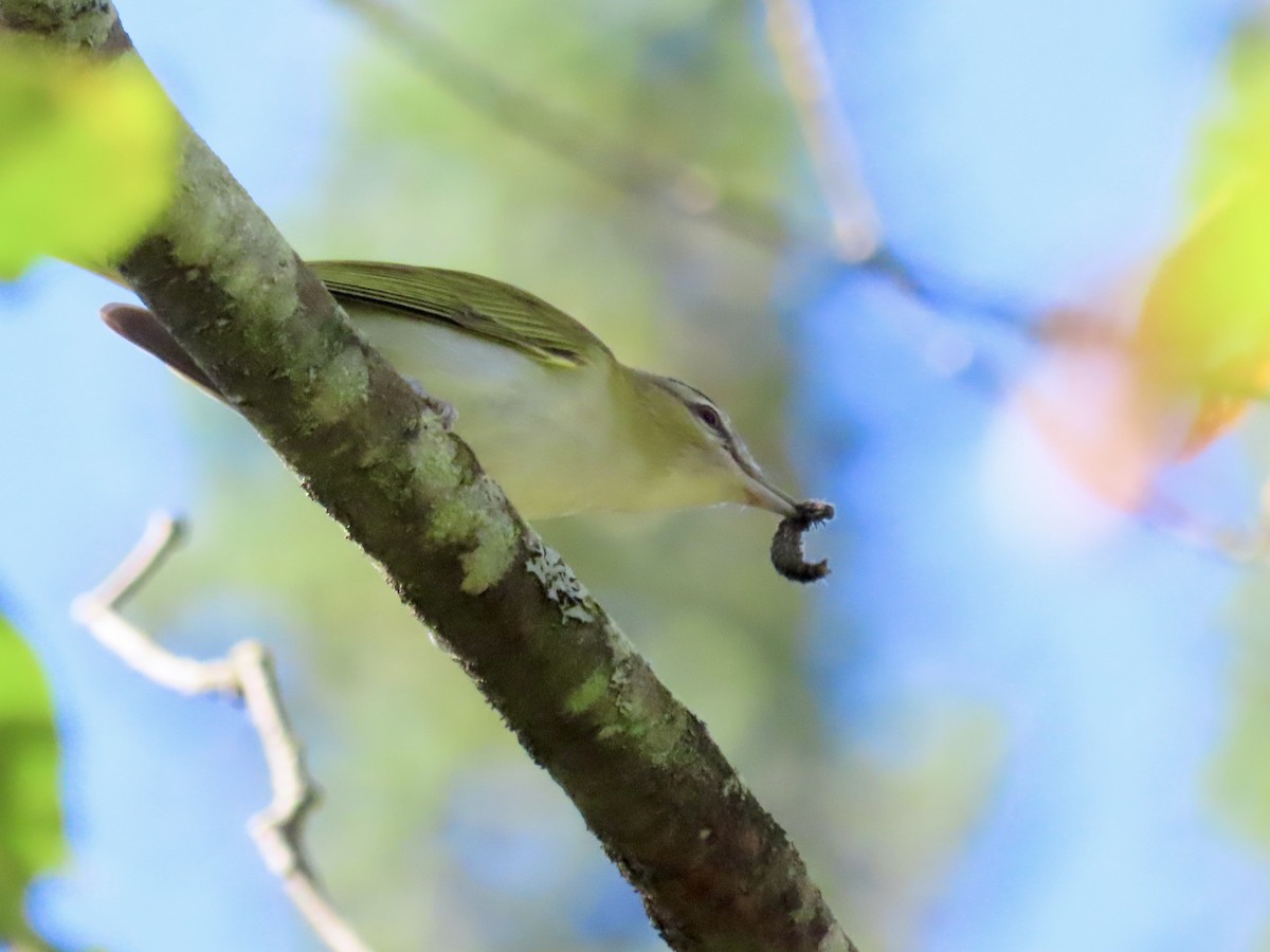 Vireo begigorria - ML641972163