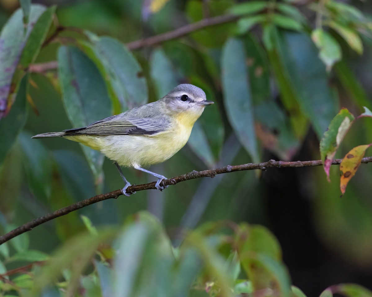 Warbling Vireo - ML641972164