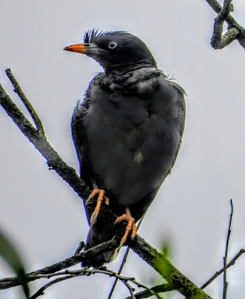 Jungle Myna - ML641972167