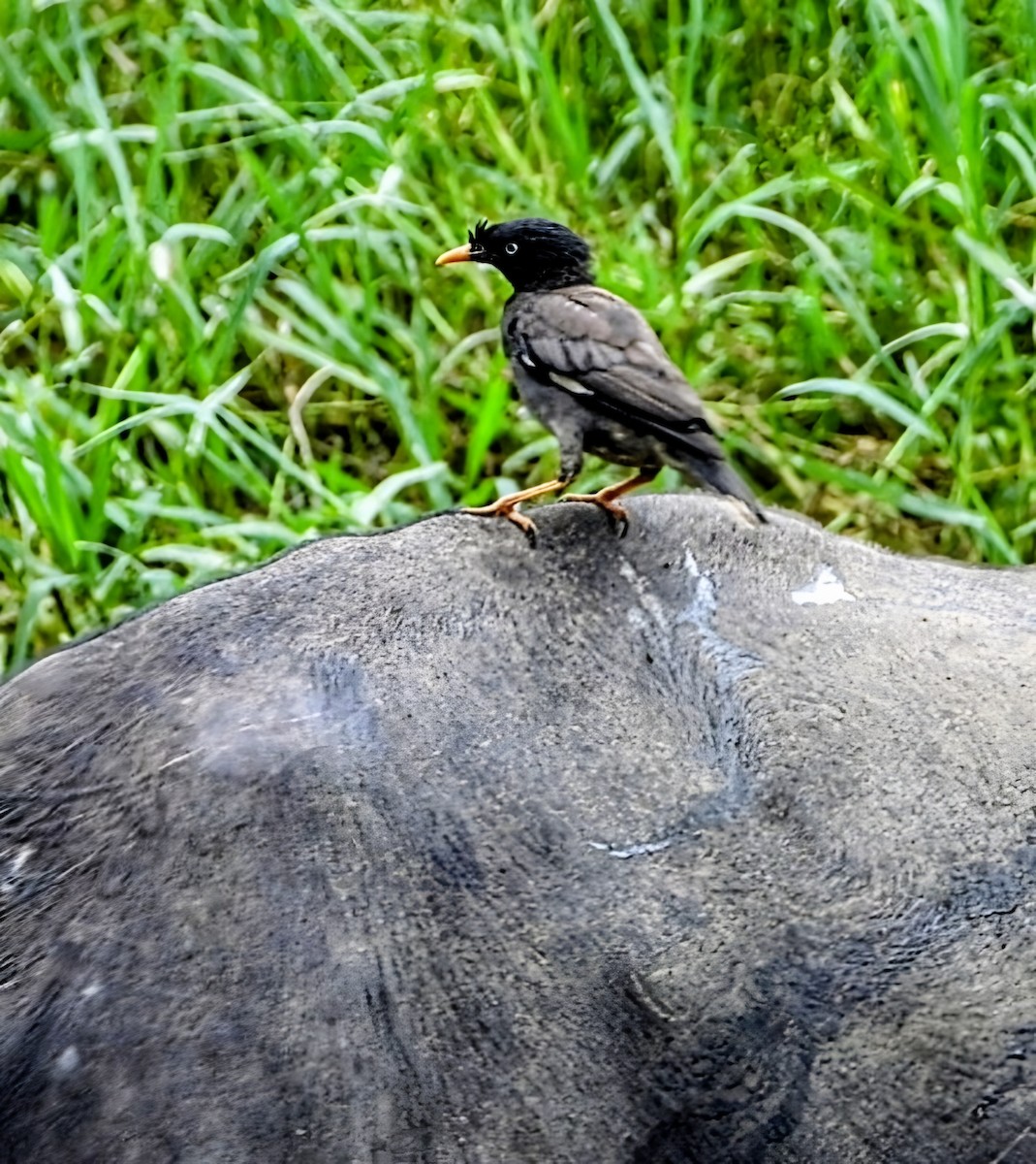 Jungle Myna - ML641972168