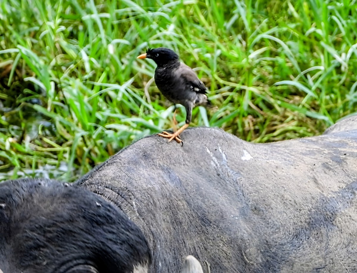 Jungle Myna - ML641972169