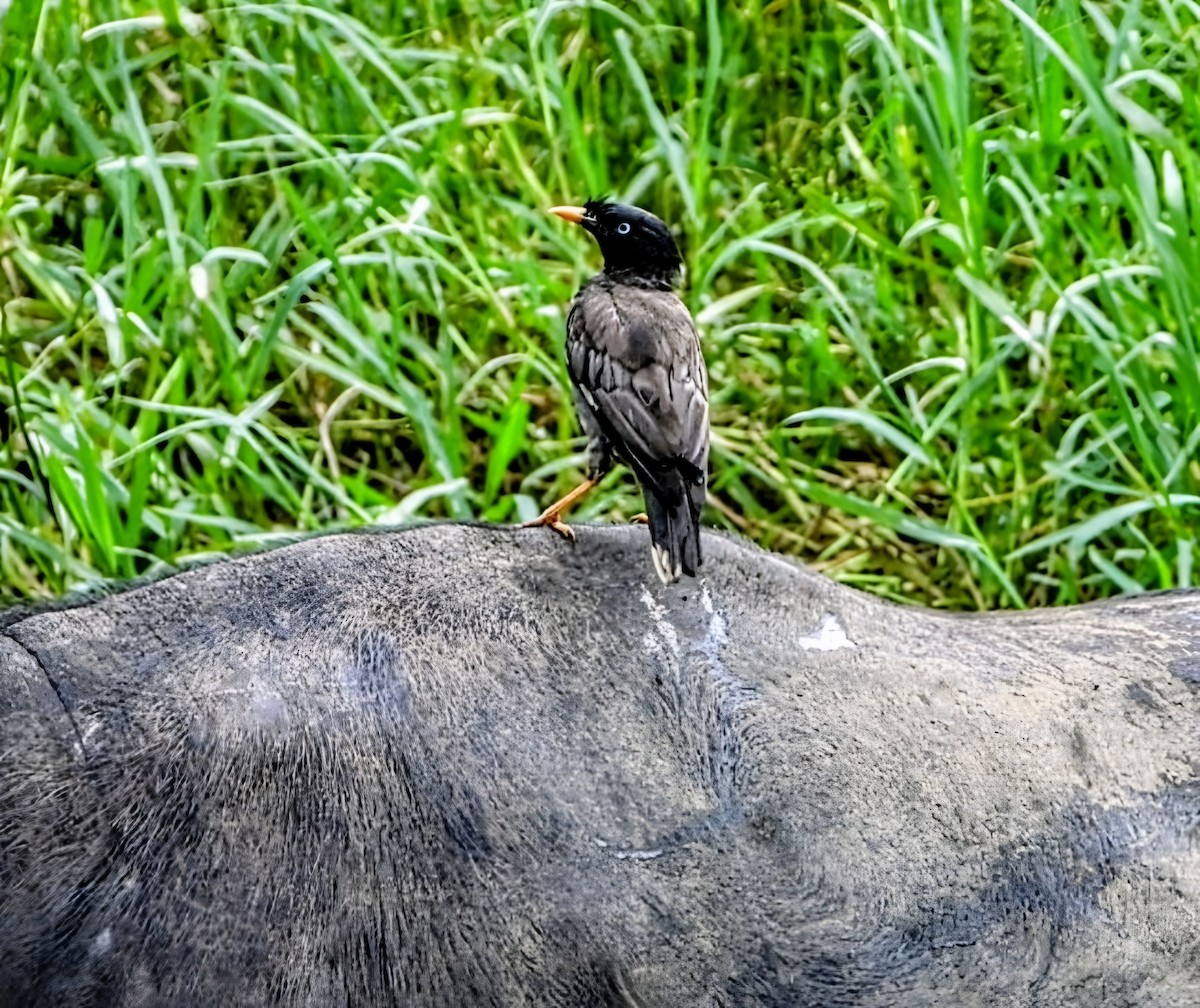Jungle Myna - ML641972170