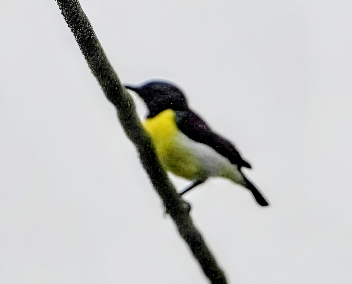 Purple-rumped Sunbird - ML641972183