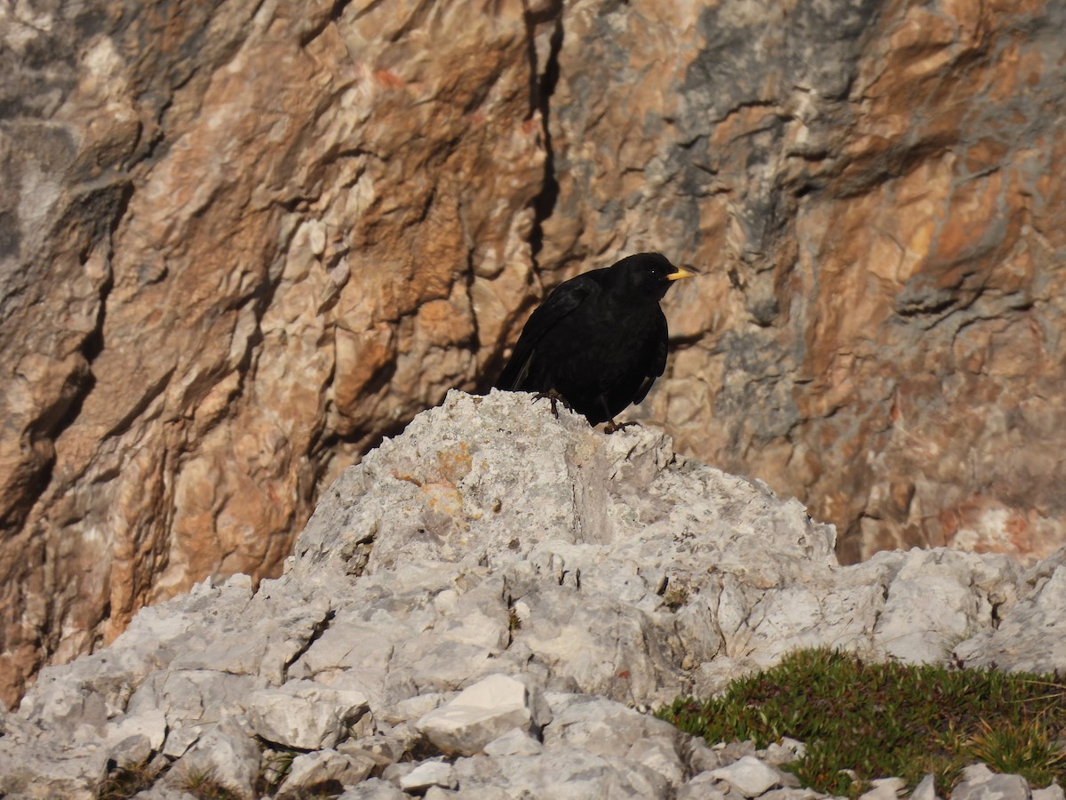 Yellow-billed Chough - ML641972188