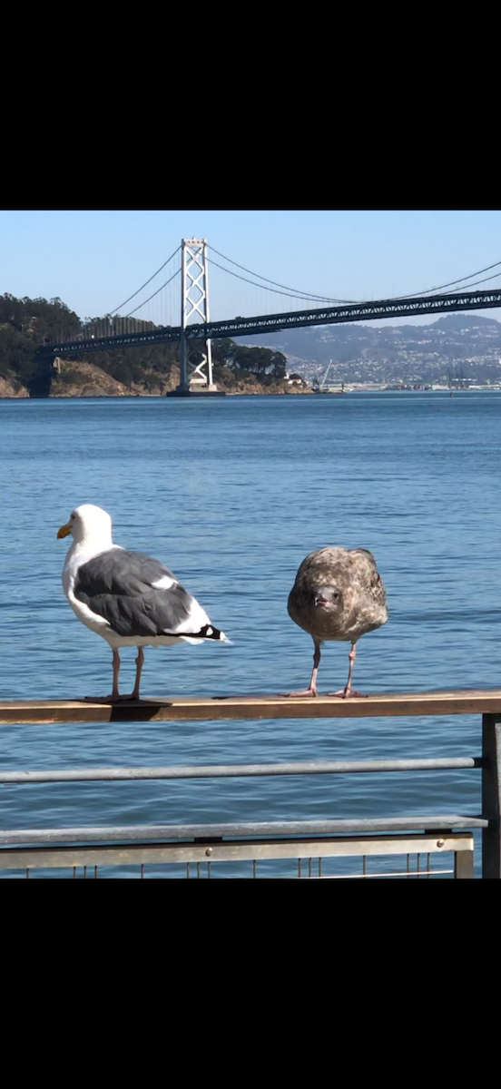 Western Gull - ML641972193