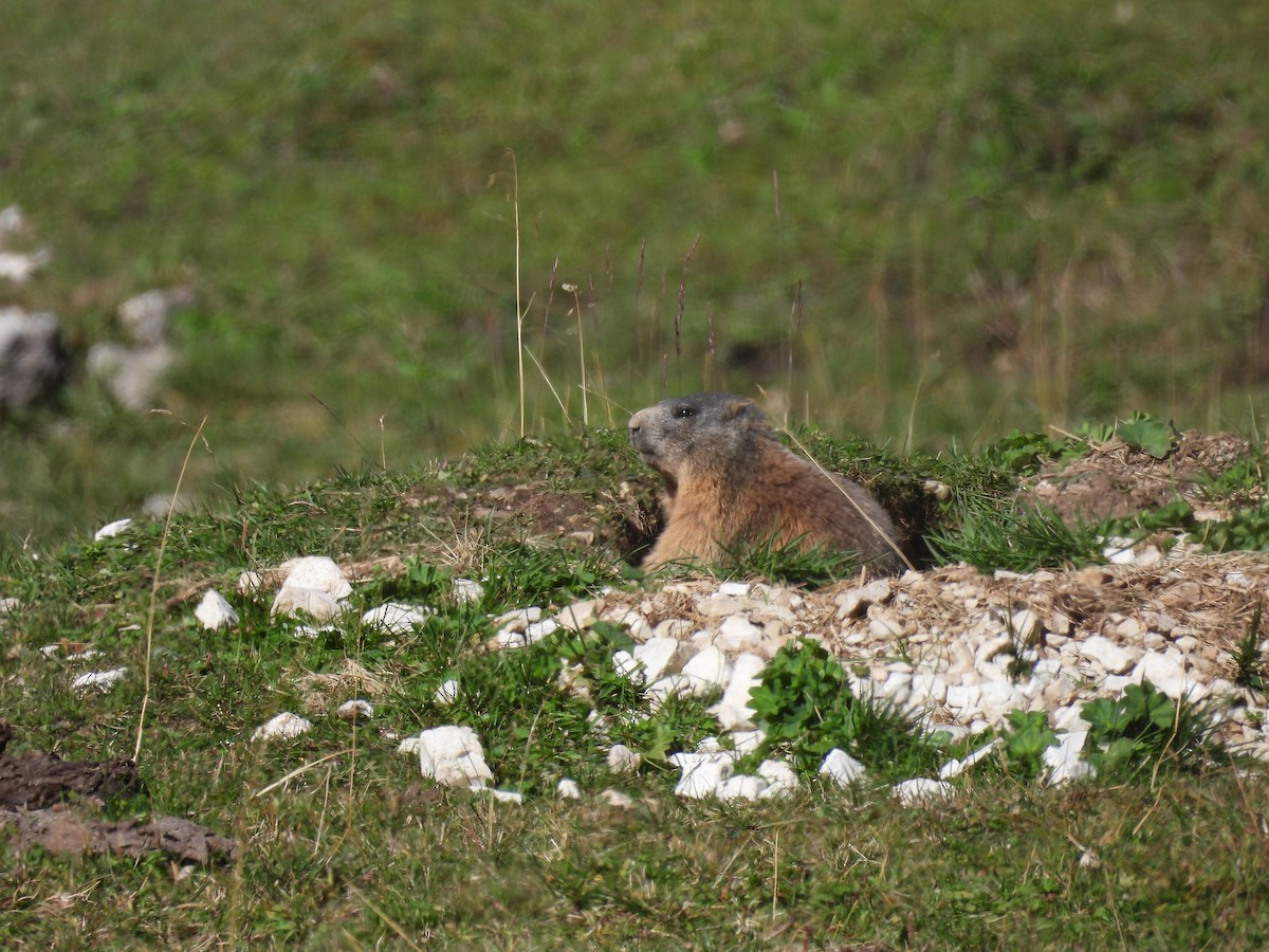 Alpine Marmot - ML641972200